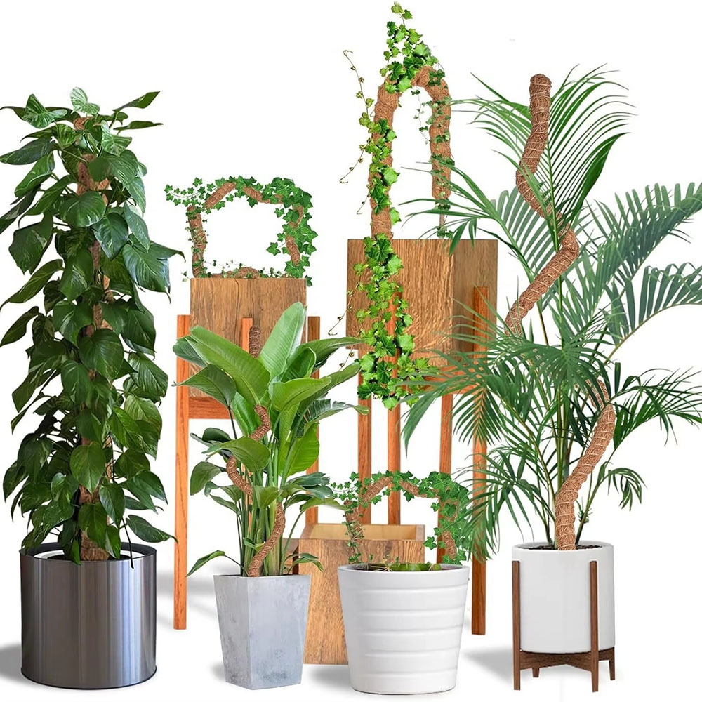 園芸用ココナッツヤシ棒 グリーンロウ 鉢植え植物固定用 植物 - Pothos のレビューと価格